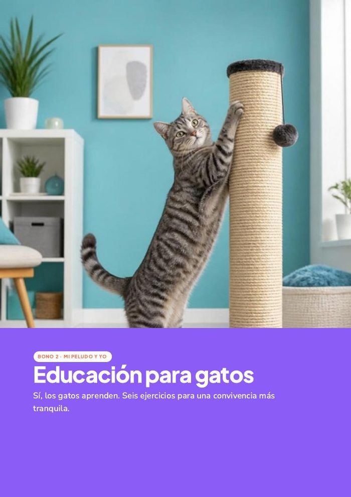 Portada del bono: educación para gatos